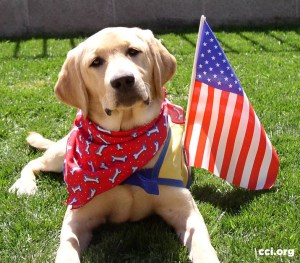 Memorial Day Canine Companion