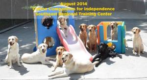 Service dog candidates